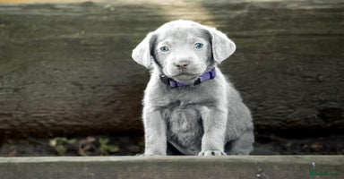 Labrador Retriever dogs - Advert 3