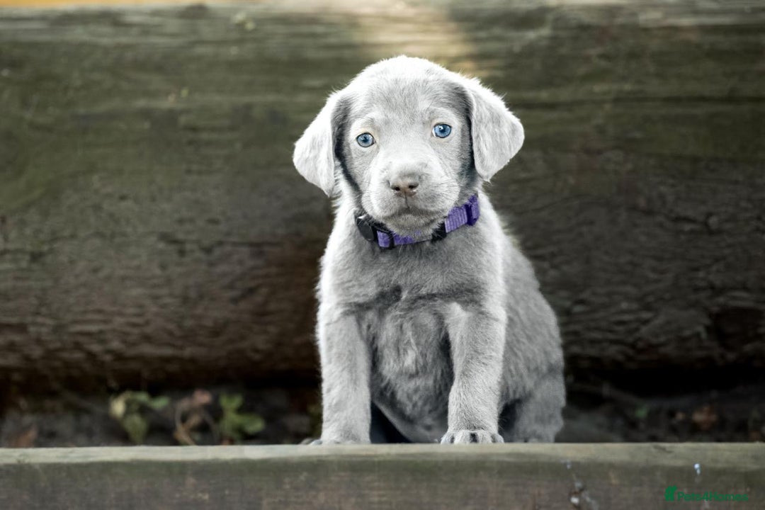 Labrador Retriever dogs for sale: Stunning litter  - Image 2