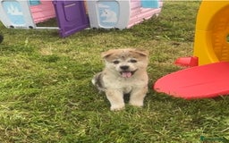Chow Chow dogs for sale: Exotic colour chowsky puppies for sale  - Image 26