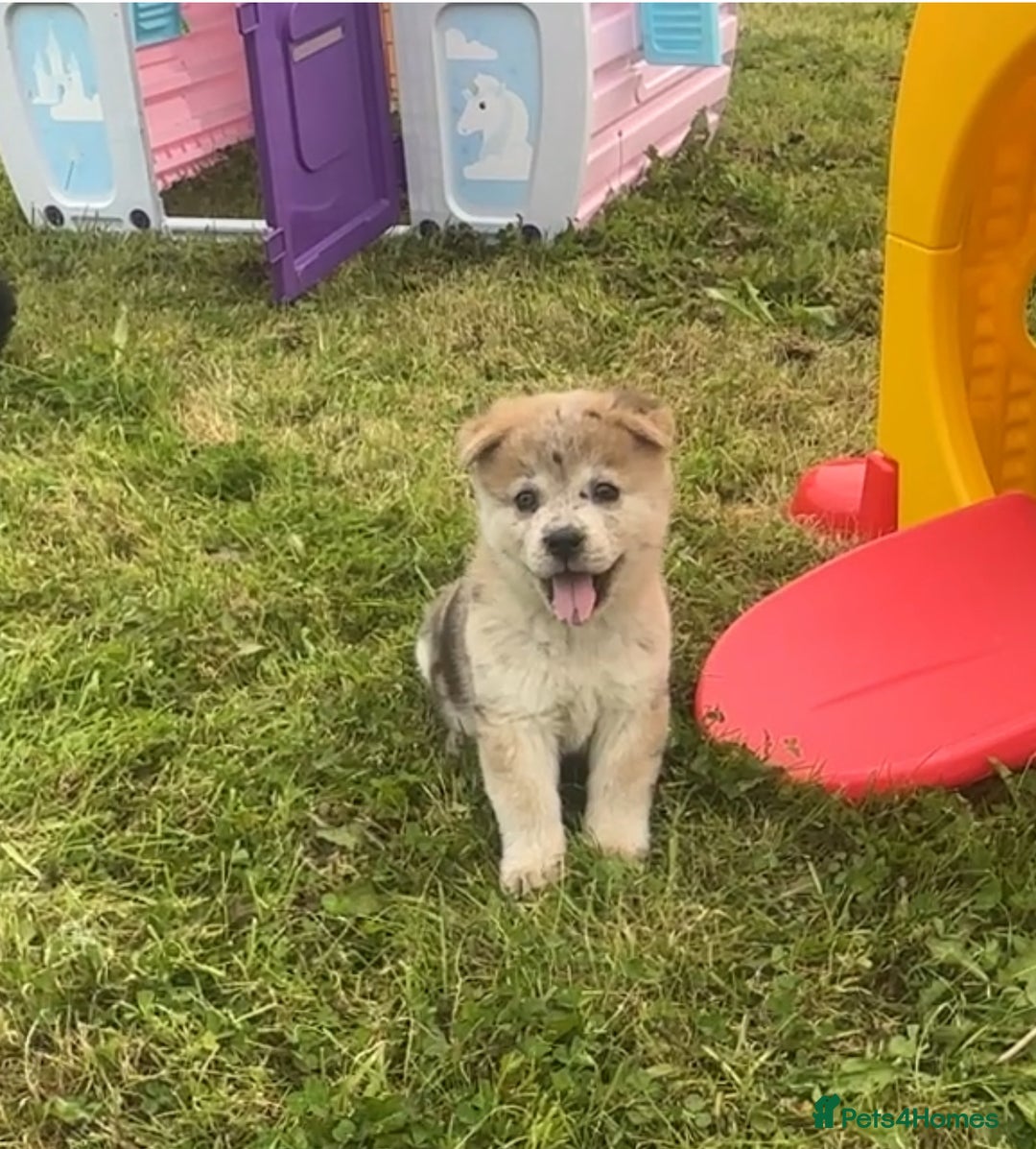 Chow Chow dogs for sale: Exotic colour chowsky puppies for sale  - Image 26