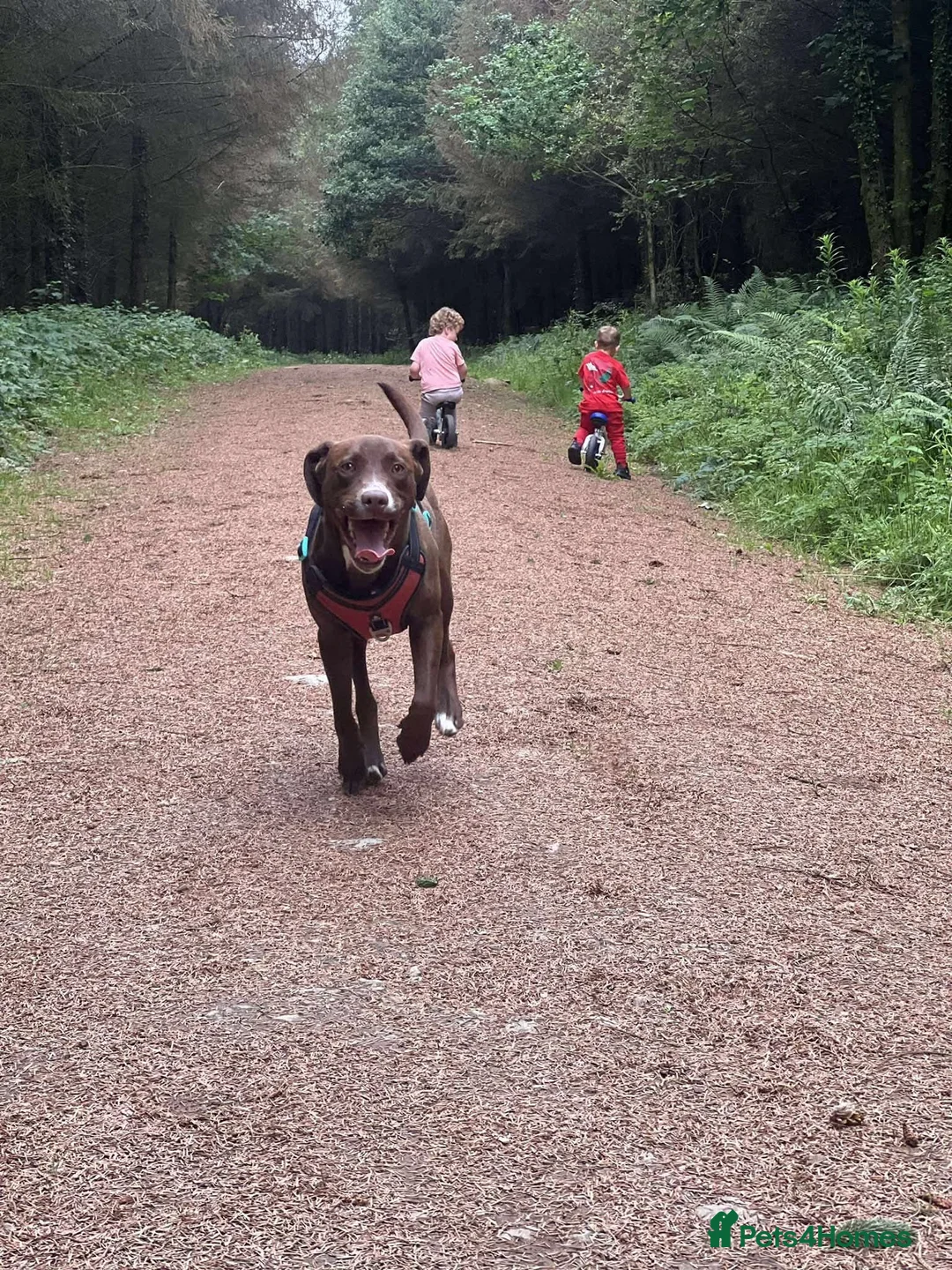 Mixed Breed dogs for sale: Lab x staffy x dalmatian  - Advert 1