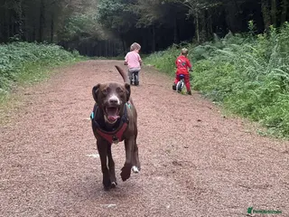 Mixed Breed dogs Lab x staffy x dalmatian - Advert 1