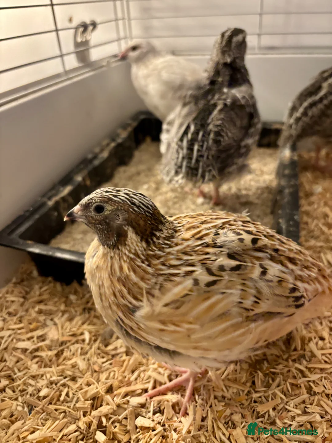 Quail poultry for sale: Male Coturnix Quail Roos 4 Weeks Old - Advert 6