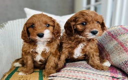 Cavapoo dogs for sale: Adorable Health Tested Cavapoo Puppies - Image 4