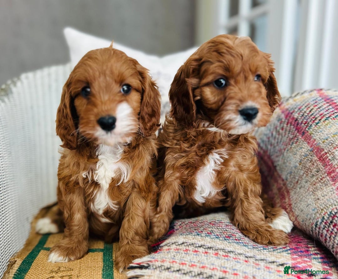 Cavapoo dogs for sale: Adorable Health Tested Cavapoo Puppies - Image 4