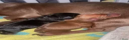 Miniature Dachshund dogs for sale: 3 Beautiful Miniature Dachshunds puppys - Advert 24