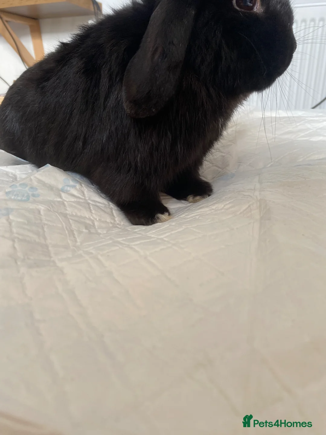 Mini Lop rabbits for sale: Mini lop rabbit  in Basildon - Advert 3