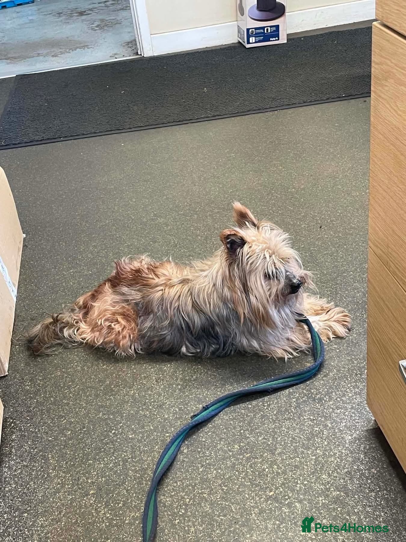 Mixed Breed dogs for adoption: Brantis -Hingham Norfolk  in Norwich - Advert 4