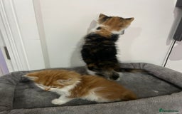 British Longhair cats for sale: Beautiful Fluffy Long-Haired British Tabby Kittens - Image 15