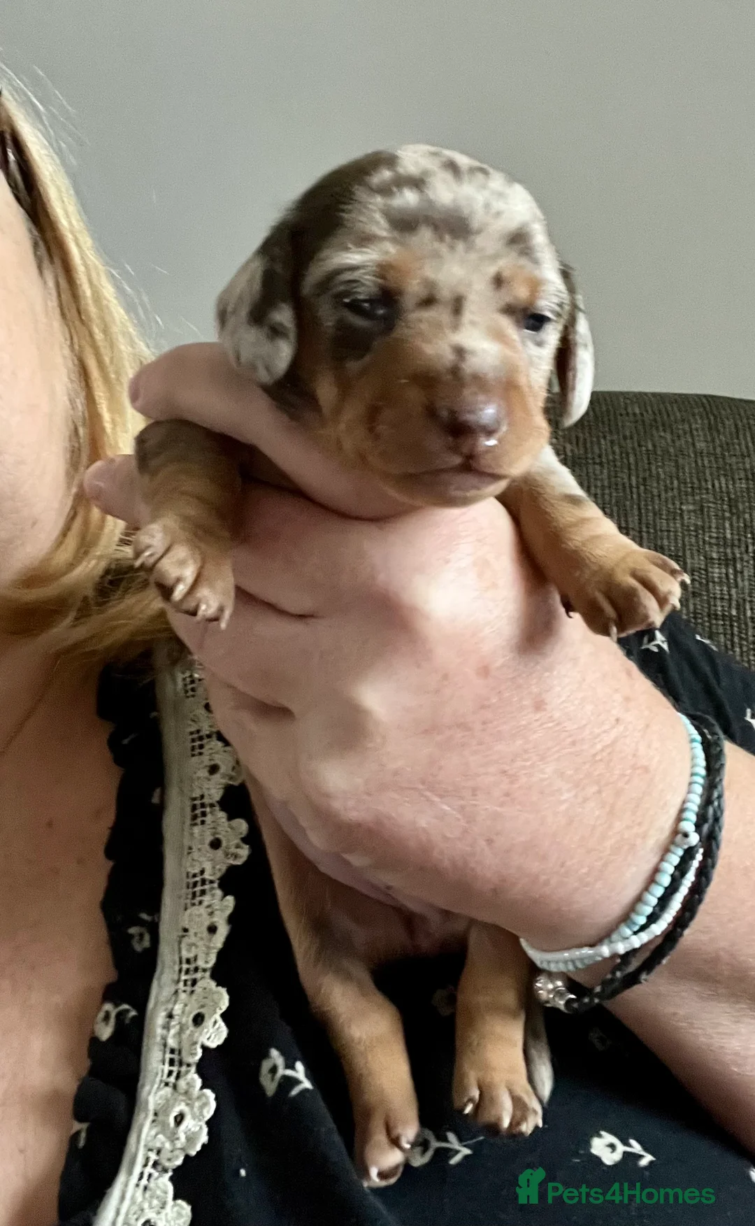 Miniature Dachshund dogs for sale: Min smooth due to leave approx 22 May - Advert 5