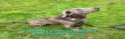 Cockerdor dogs for sale: Beautiful Cockerdor Puppies  - Advert 17