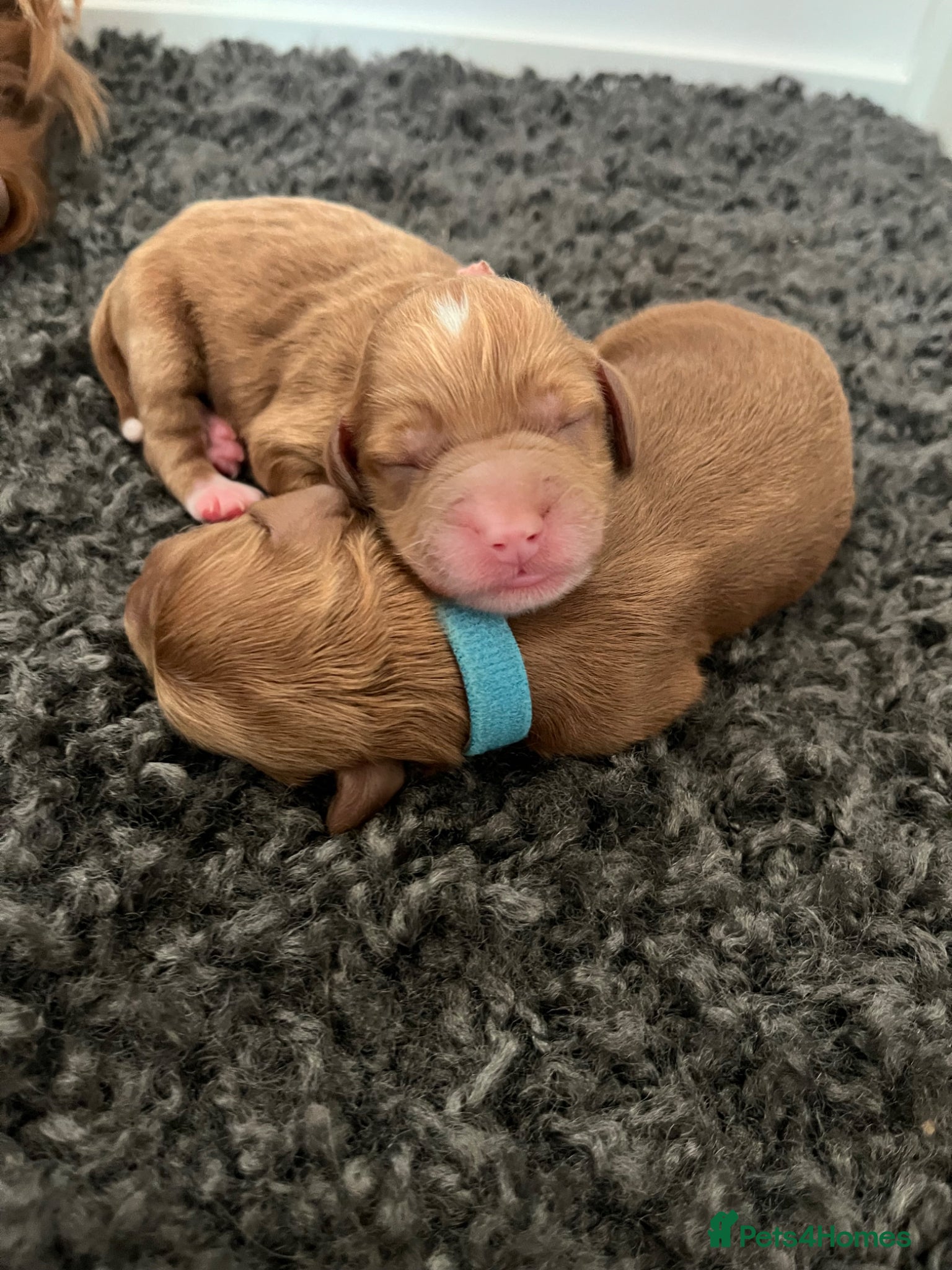 Cockapoo dogs 🐶✨ 8 Beautiful F1 Cockapoo Puppies ✨🐶  - Advert 18