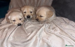 Golden Retriever dogs for sale: Beautiful KC Golden Retriever Babies  - Image 17