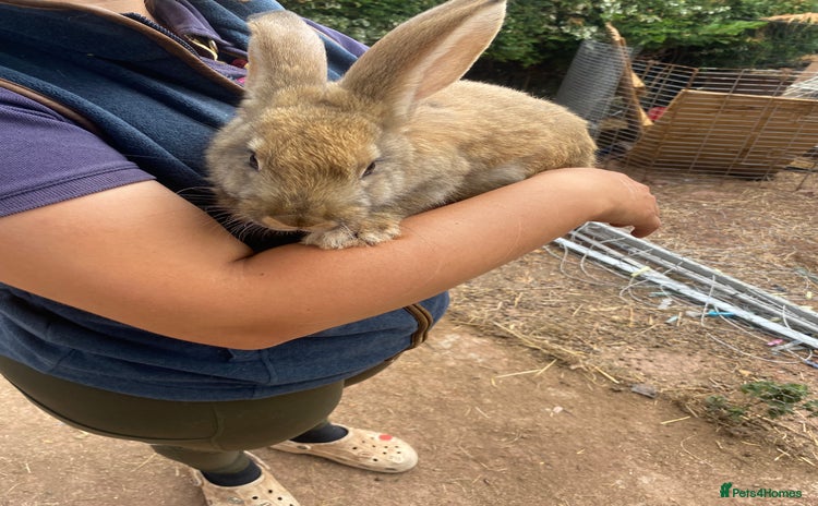 Continental Giant rabbits - Advert 4