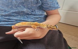 Gecko reptiles for sale: Gecko with vivarium  - Image 4