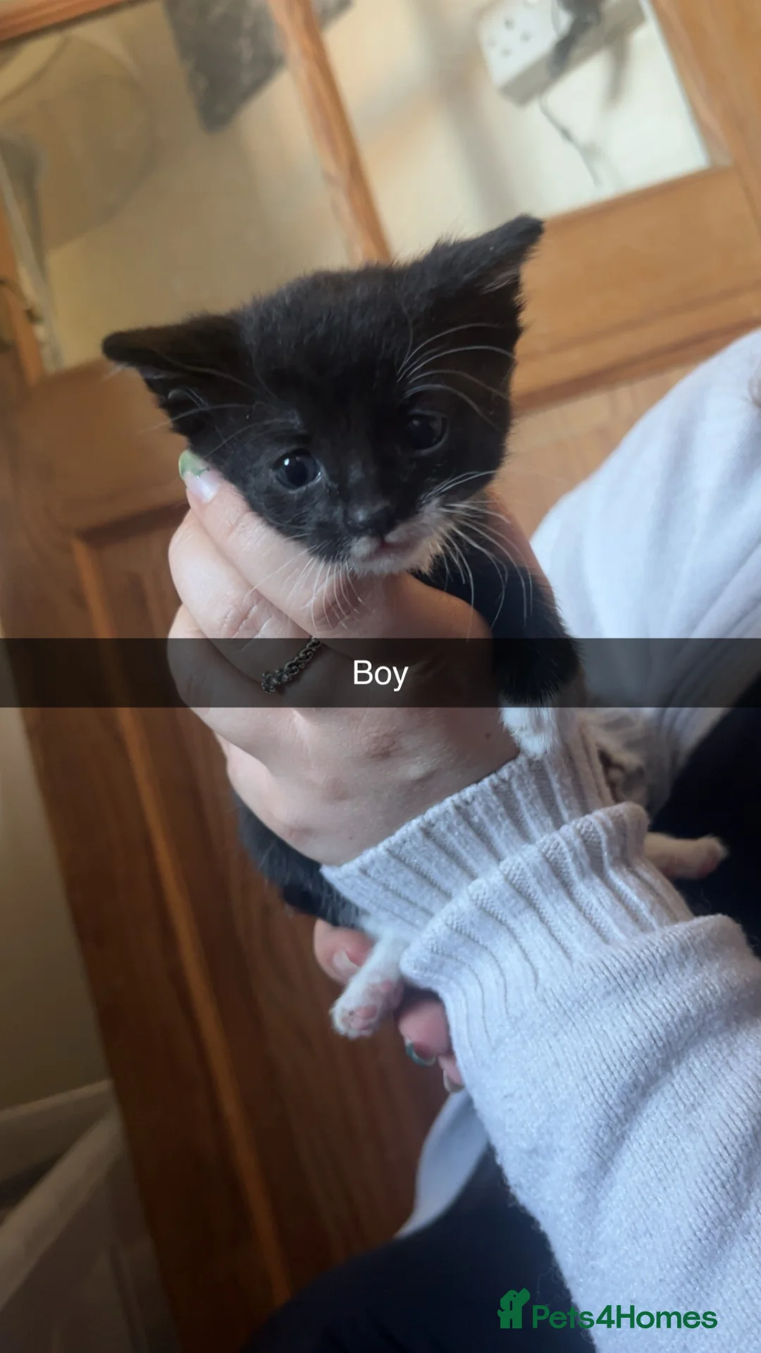 Mixed Breed cats for sale: Mix breed kittens  - Advert 2