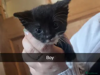 Mixed Breed cats Mix breed kittens - Advert 14