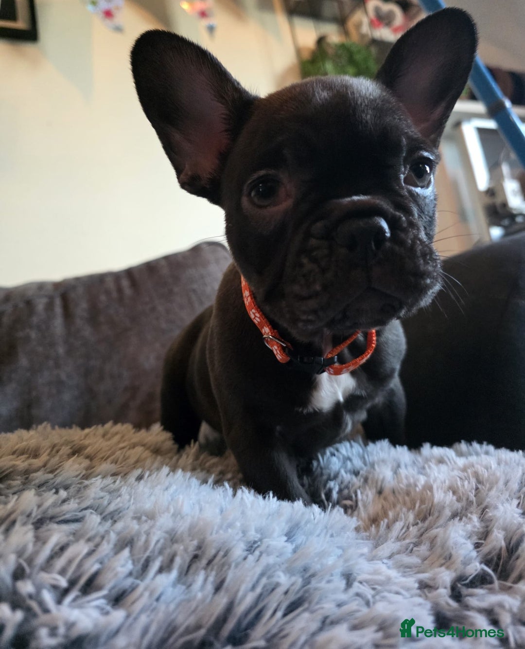 French Bulldog dogs for sale: 5 Beautiful French bulldogs - Image 13