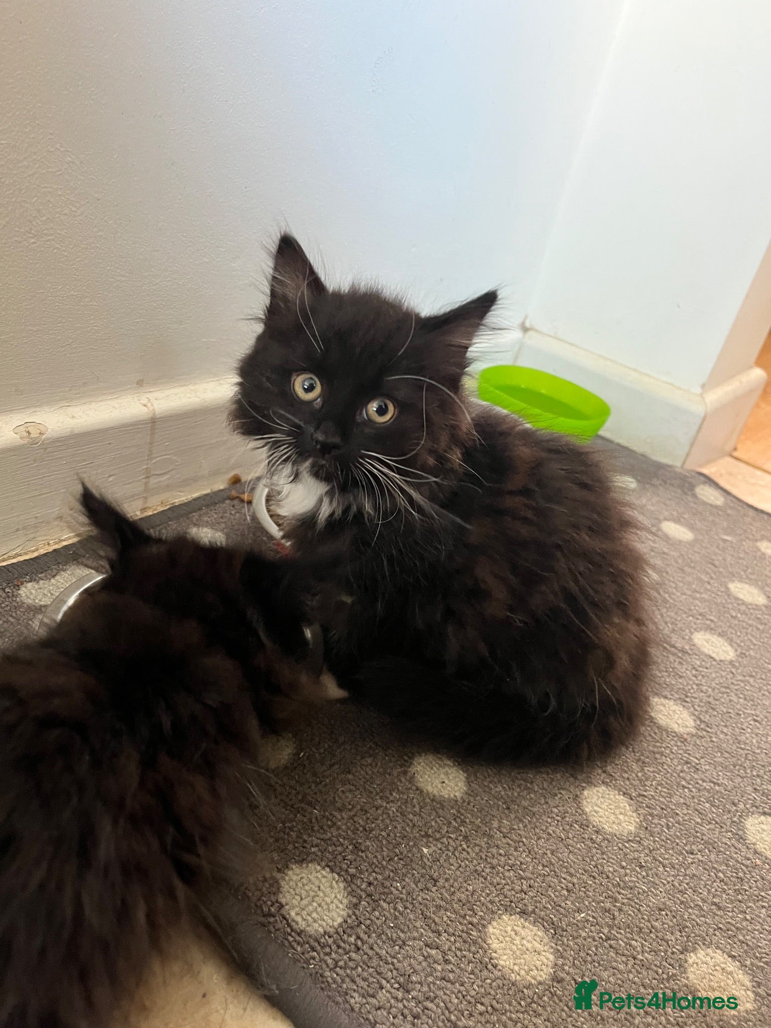 British Longhair cats Domestic longhair kittens  - Advert 13