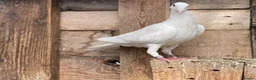 Pigeons birds for sale: WHITE RACING PIGEON  - Advert 9
