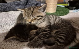 Brazilian Shorthair cats for sale: Kittens  - Image 16