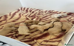 Golden Retriever dogs for sale: Gorgeous golden retriever puppies for sale - Image 19
