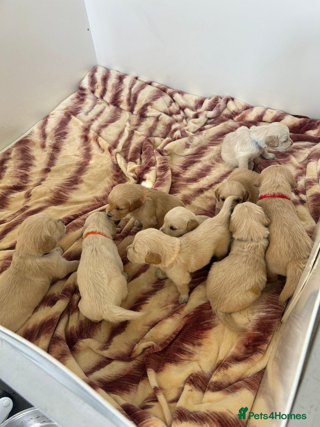 Golden Retriever dogs for sale: Gorgeous golden retriever puppies for sale - Image 19