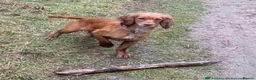 Cockapoo dogs for sale: 🐾 🐶 miniature f1 cockapoos ready now 🐶 🐾  - Advert 9