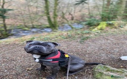 Staffordshire Bull Terrier dogs for stud: Champion Bloodline Blue Staffs For Stud 💎 - Image 3