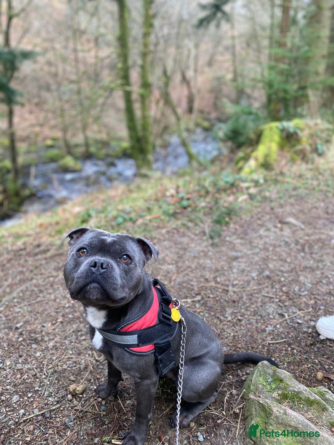 Staffordshire Bull Terrier dogs for stud: Champion Bloodline Blue Staffs For Stud 💎 - Image 3