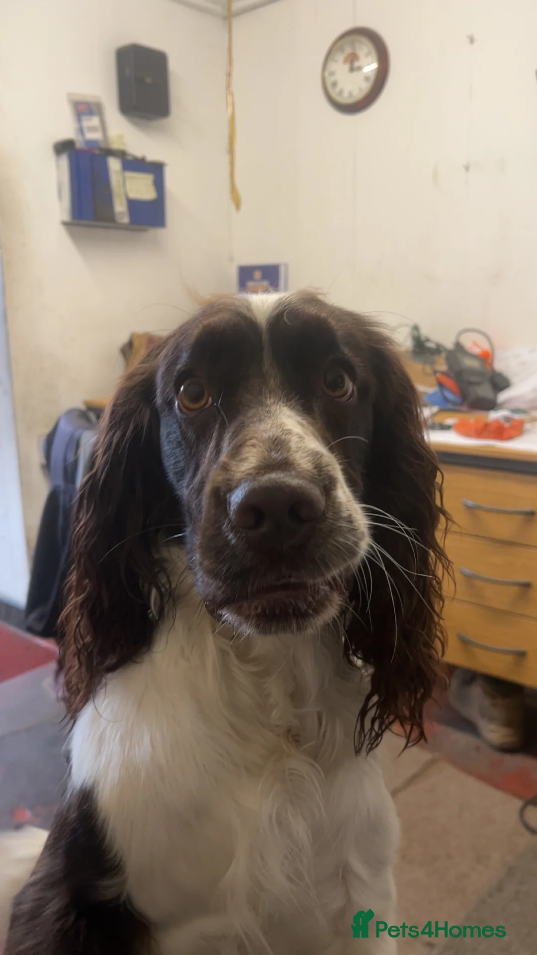 Sprocker dogs for stud: Rocket the sprocker spaniel stud - Advert 6