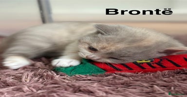 British Shorthair cats - Advert 2