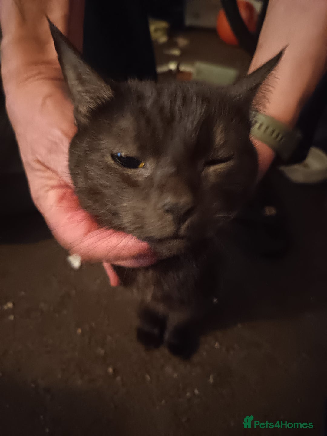 Mixed Breed cats for sale: Kittens - Advert 1