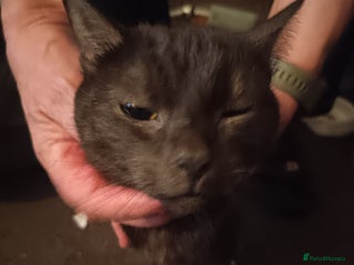 Mixed Breed cats Kittens - Advert 1