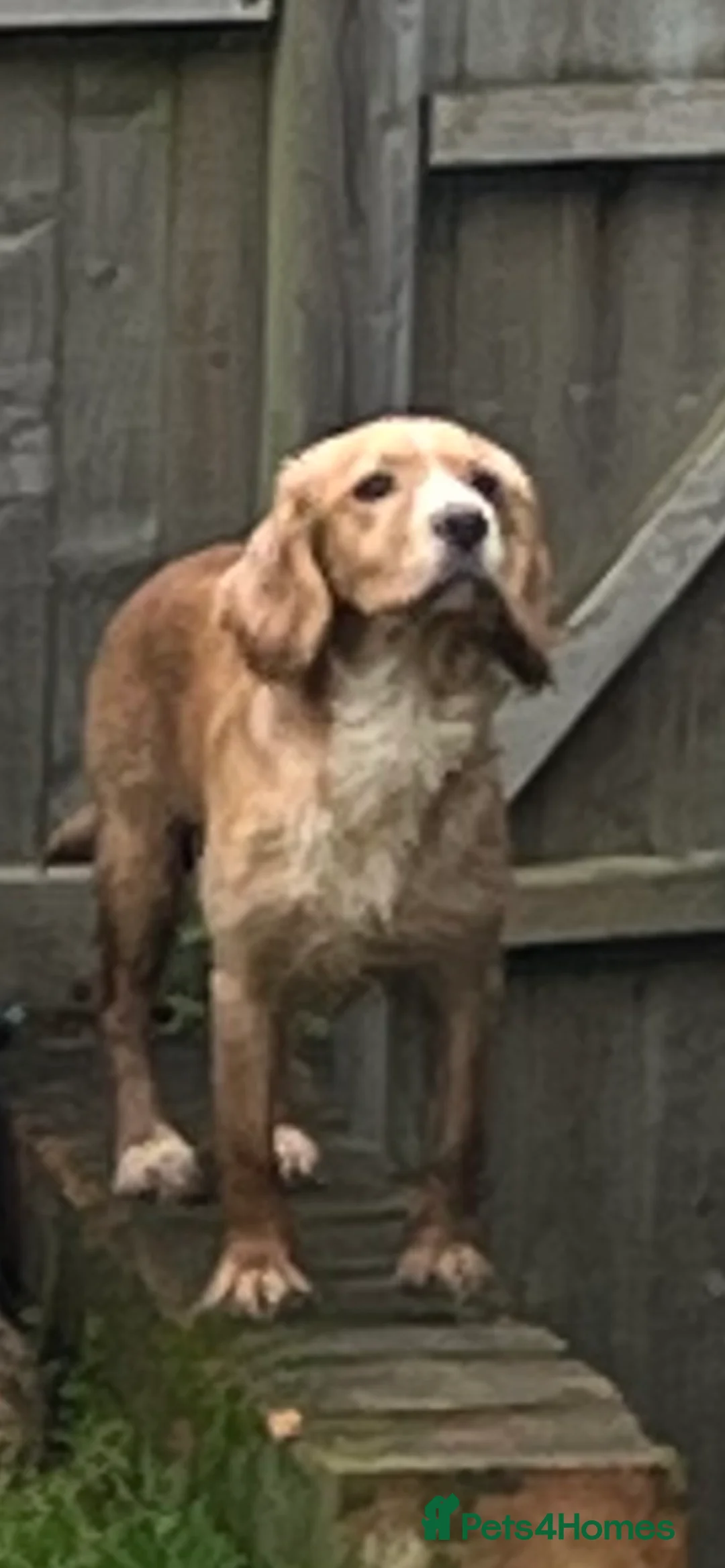 Cocker Spaniel dogs for stud: cocker spaniel for stud in Hailsham - Advert 2