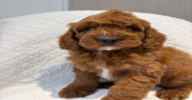 Cockapoo dogs - Advert 8