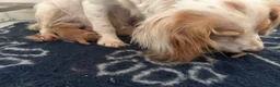 Cocker Spaniel dogs for sale: KC Working Cocker Spaniel Puppies - Advert 4
