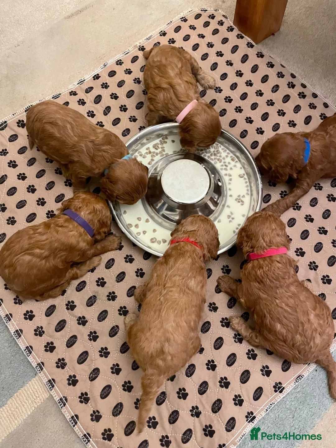 Cockapoo dogs for sale: 4th generation Cockapoo puppies - Advert 4