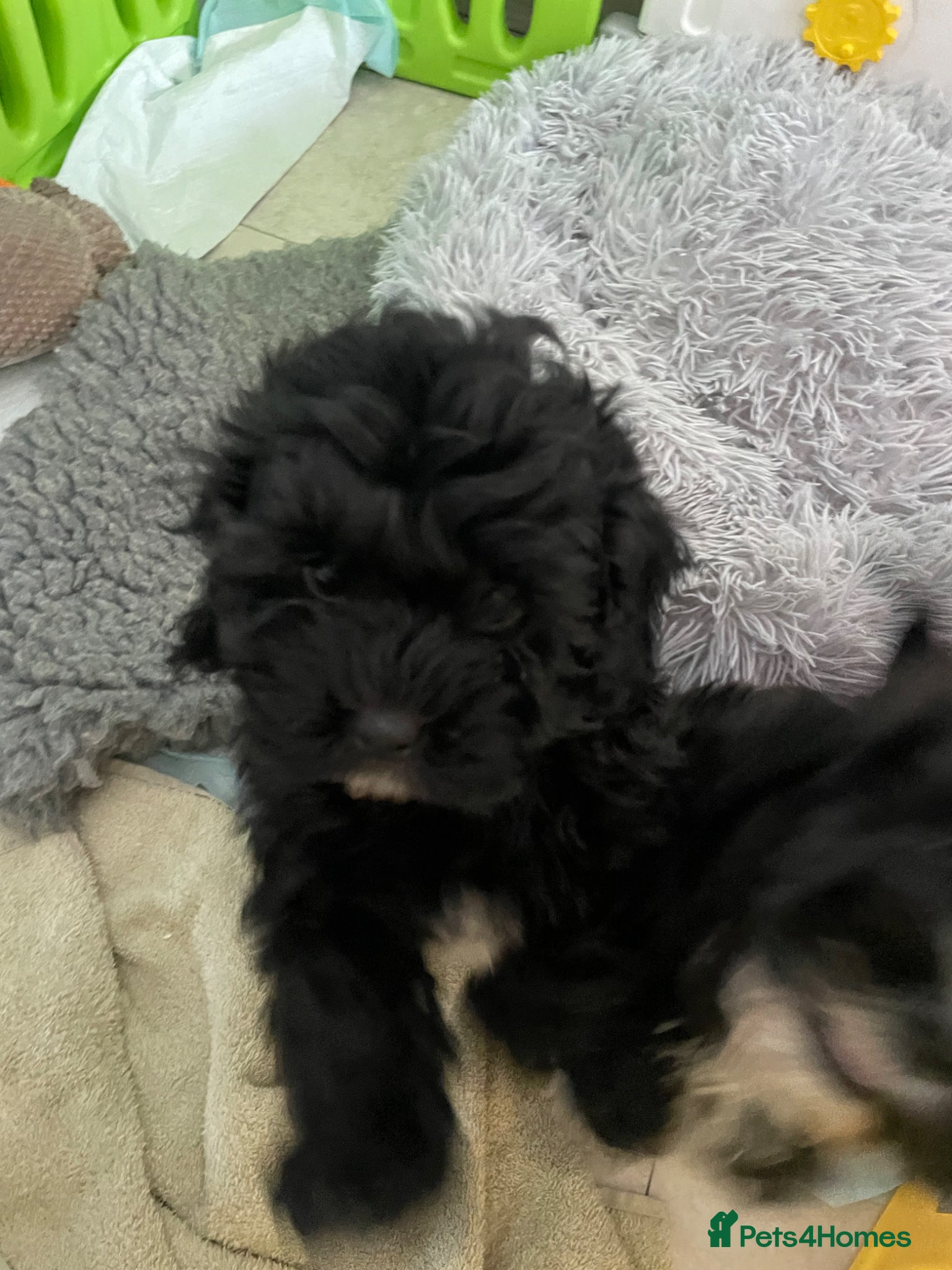 Shihpoo dogs Shihpoo pups DNA health tested dad - Advert 14