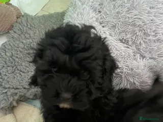 Shihpoo dogs Shihpoo pups DNA health tested dad - Advert 4