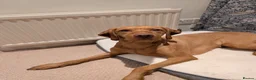 Hungarian Vizsla dogs for sale: Wirehaired Hungarian Vizsla Puppies in Larbert - Advert 2