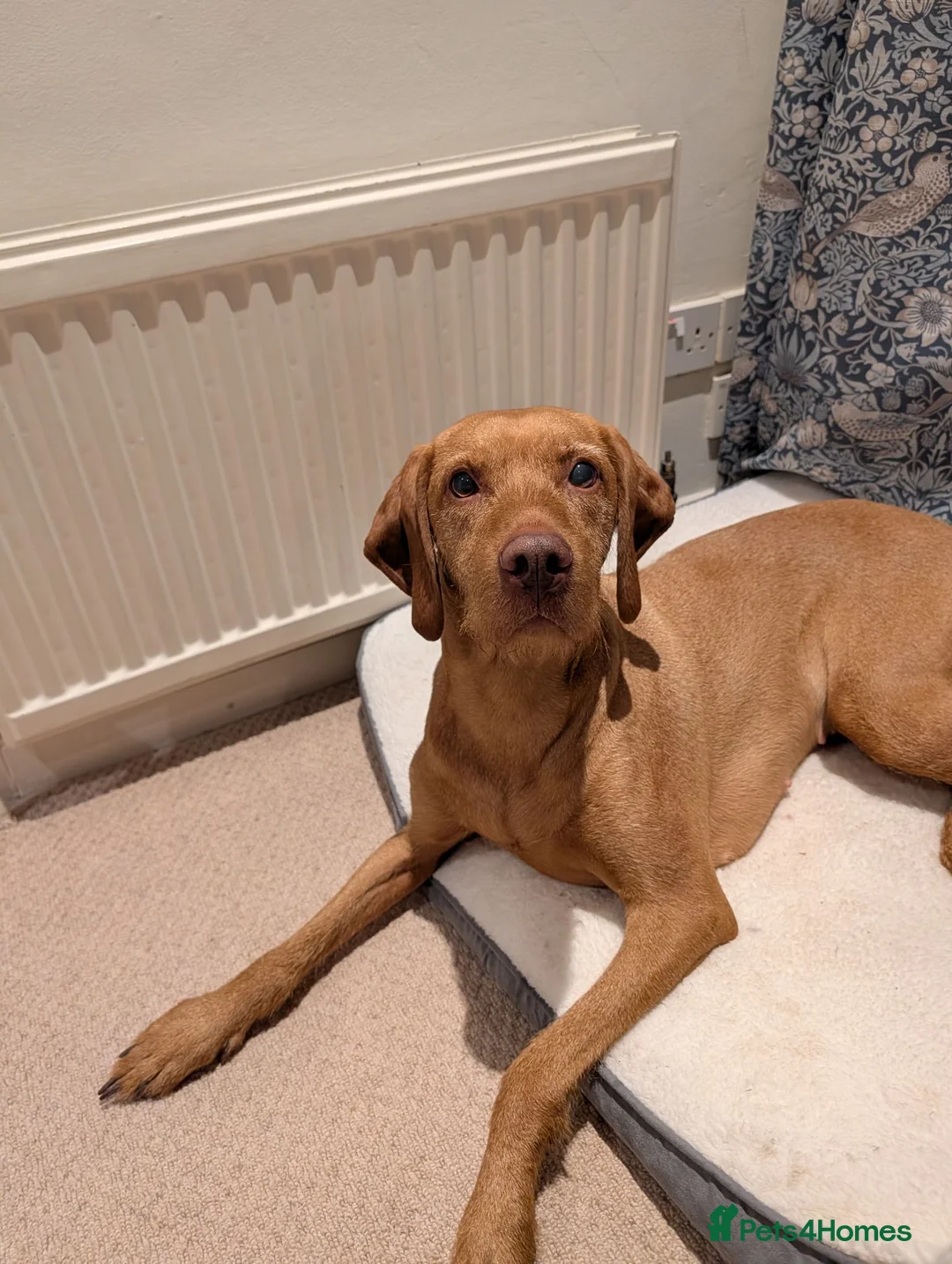 Hungarian Vizsla dogs for sale: Wirehaired Hungarian Vizsla Puppies in Larbert - Advert 2