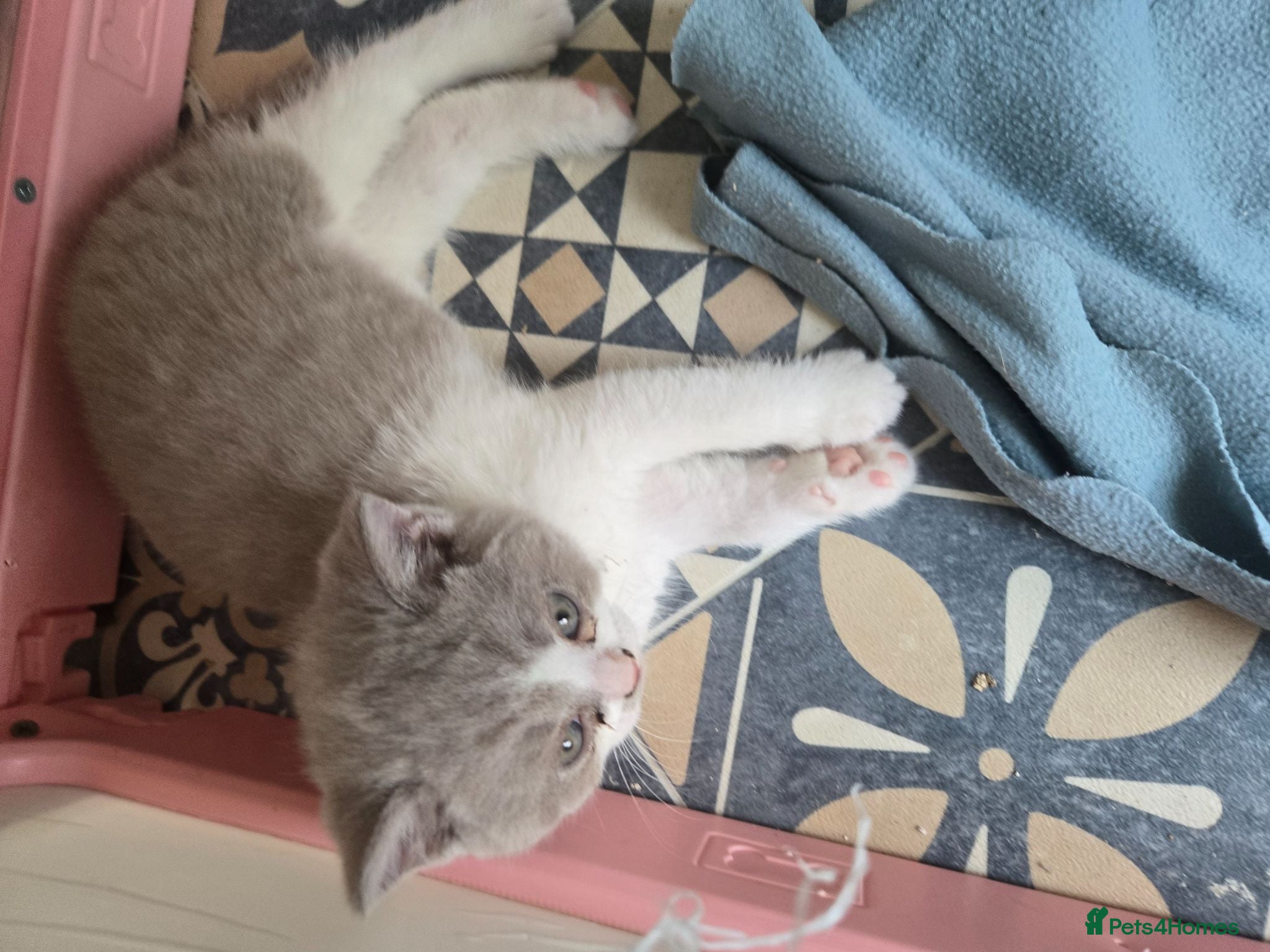 British Shorthair cats British shorthairs  kittens 2 boys 1 girl  - Advert 1