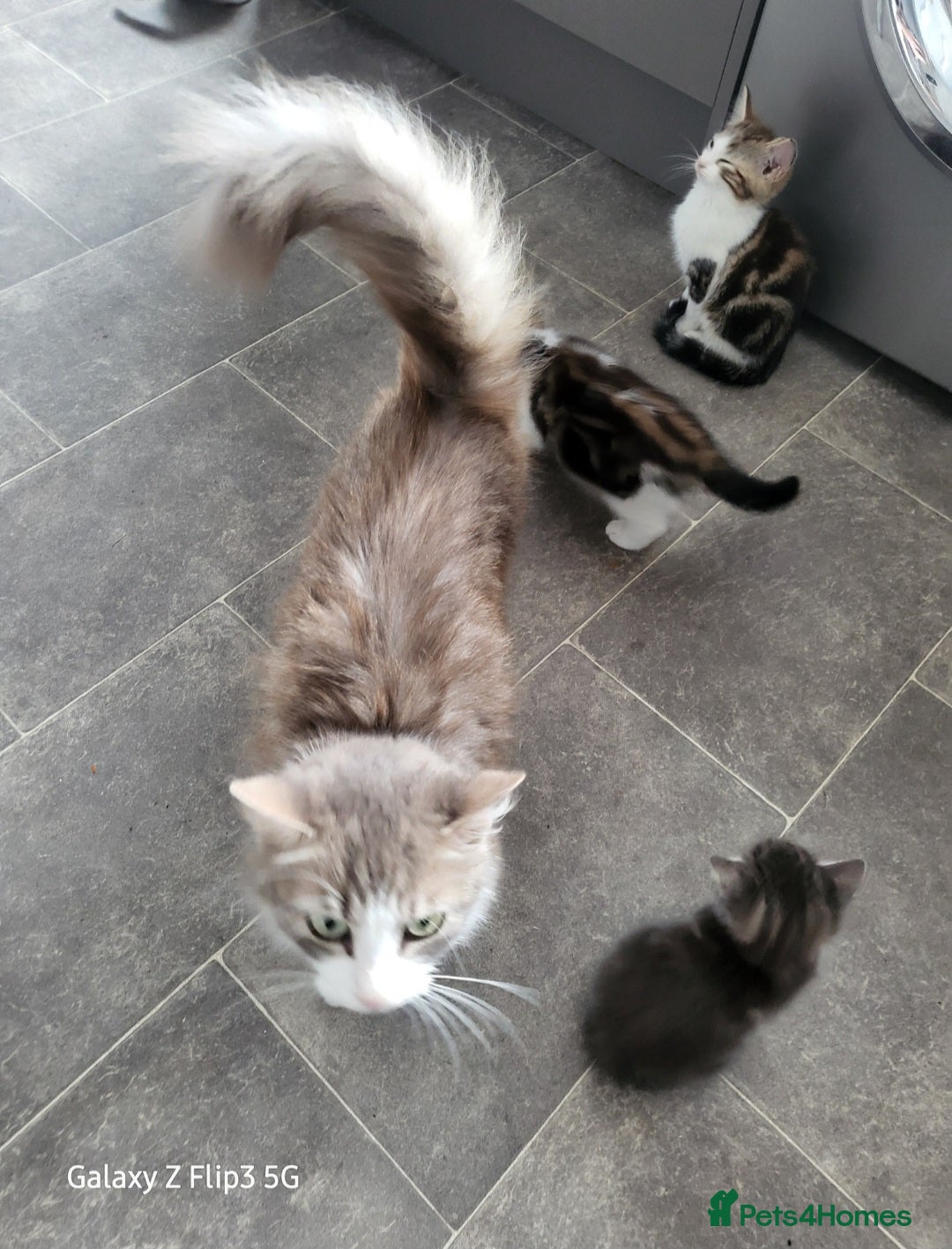 Domestic Shorthair cats for sale: Female tabbies  - Image 8