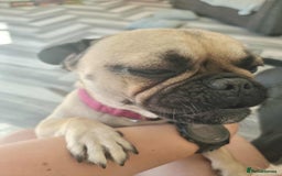 Frug dogs for sale: 2 year old female frug  - Image 2