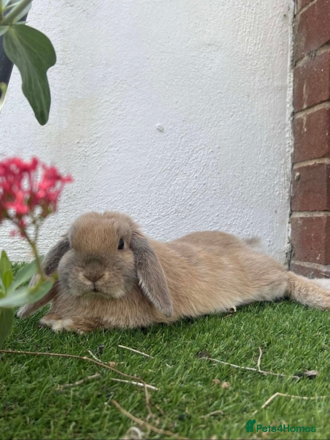 Mini Lop rabbits for sale: Mini lop - Advert 1