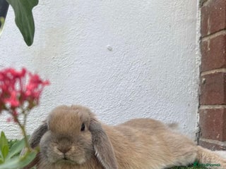 Mini Lop rabbits Mini lop - Advert 1