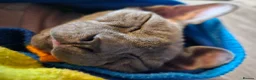 Sphynx cats for sale: Female Sphynx looking for loving home in Tonbridge - Advert 12