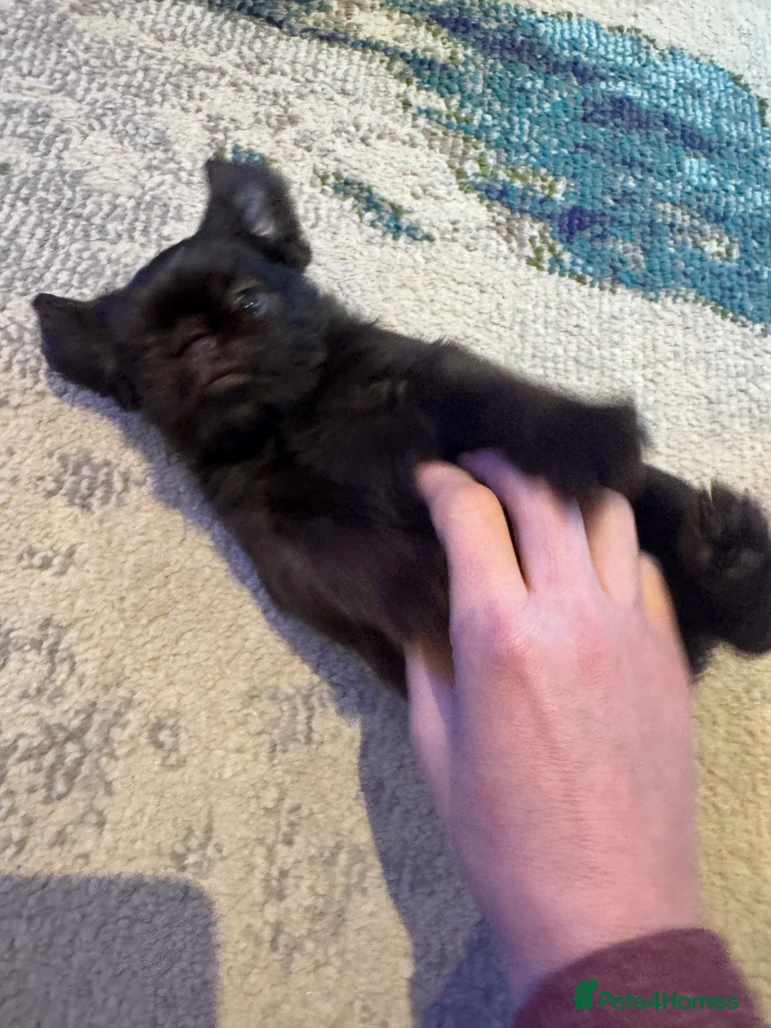 Griffon Bruxellois dogs for sale: Gorgeous Griffon Puppies  - Advert 9