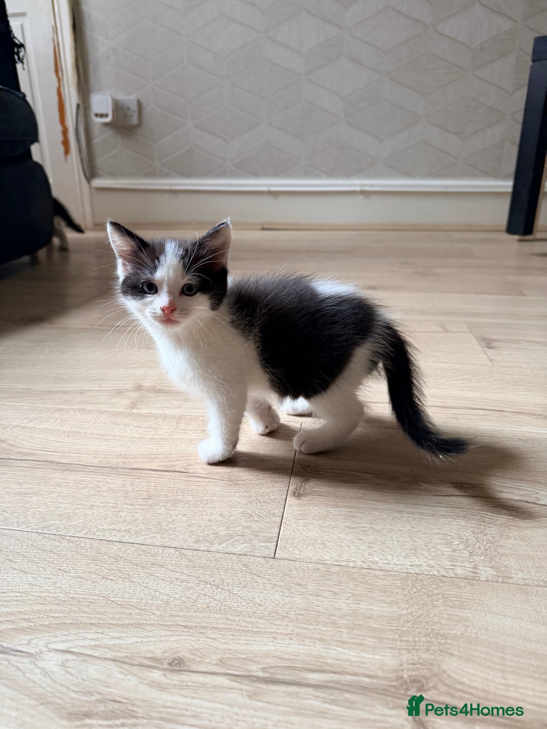 British Shorthair cats for sale: British shorthair mixed kittens  - Advert 8